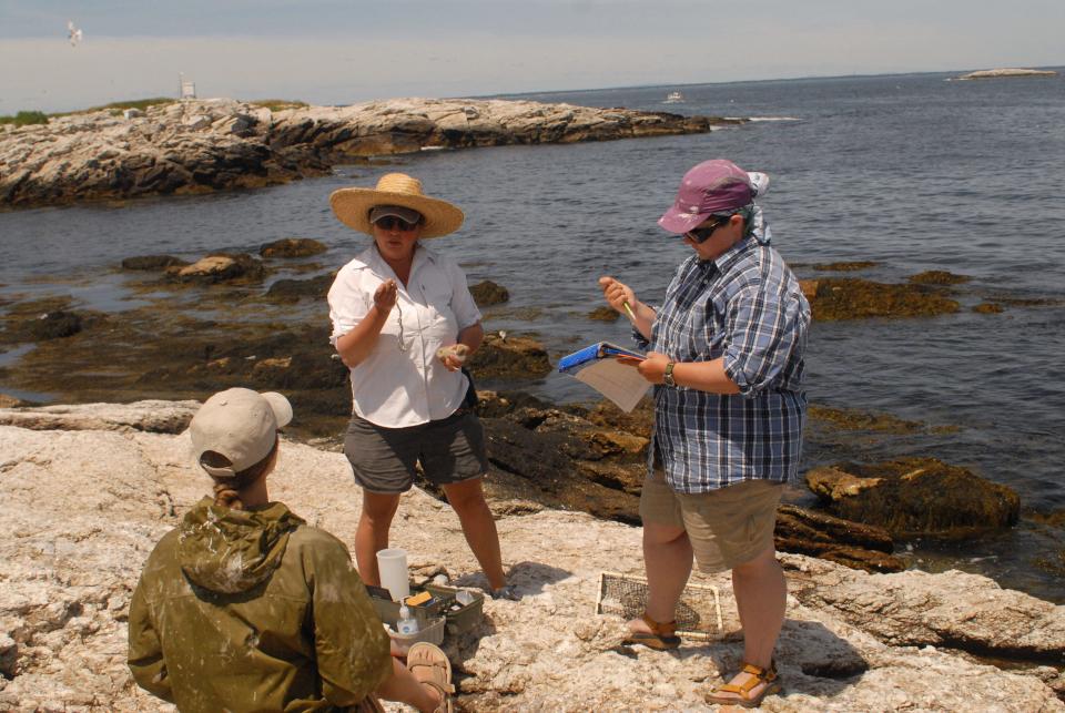 Liz Craig, center, director of seabird research and academic coordinator at the Shoals Marine Laboratory, reads a tag ID number she's able to put on a tern to seasonal seabird technicians Olivia Smith, left, and Theresa Rizza, right.