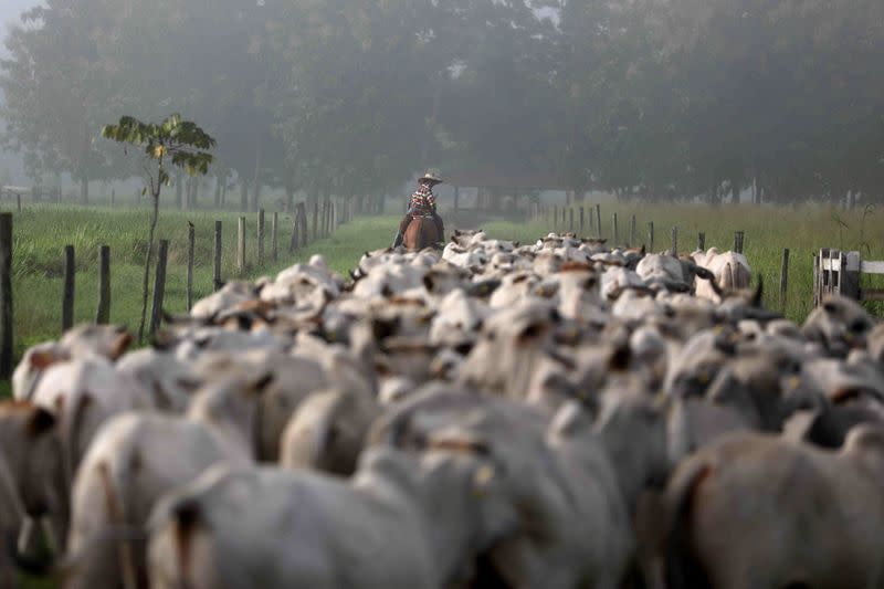 Ganado es fotografiado en el rancho Marupiara en la ciudad de Tailandia en el estado de Pará