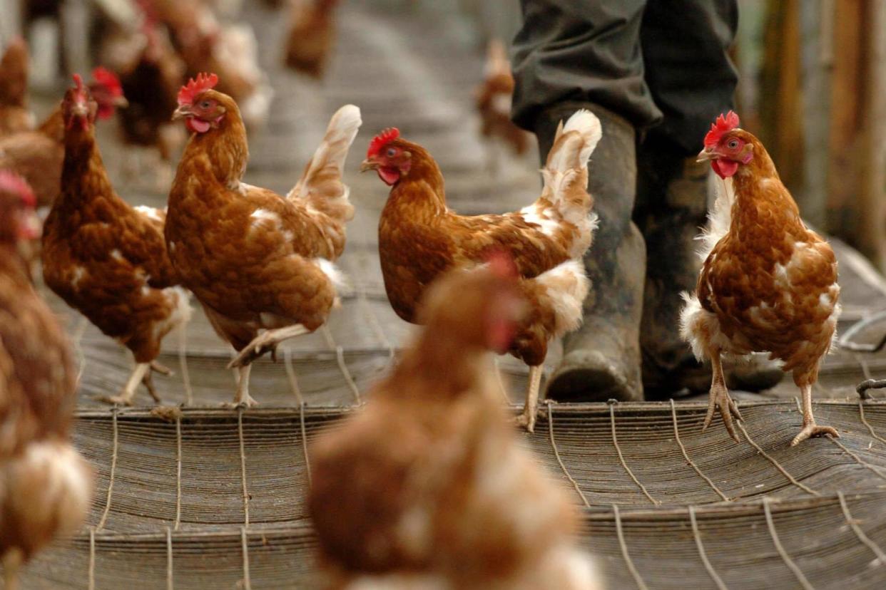 A strain of bird flu has been detected at a chicken farm in Mid Suffolk on Tuesday: PA Archive/PA Images