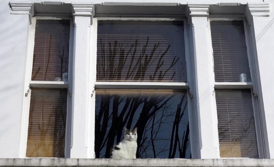 A cat looks through a window in a house in London, Thursday, Feb. 28, 2013. The London zoo is taking stock of an animal you don’t often find behind bars, launching what it says is the first interactive map of the British capital’s domestic cats. The zoo said that its interface would allow Londoners to upload scientific survey-style photos, descriptions, and locations of their cats _ creating a capital-wide census of the city’s felines. The map may not ultimately have much in the way of scientific value, but it could prove popular among Britain’s cat owners. (AP Photo/Kirsty Wigglesworth)