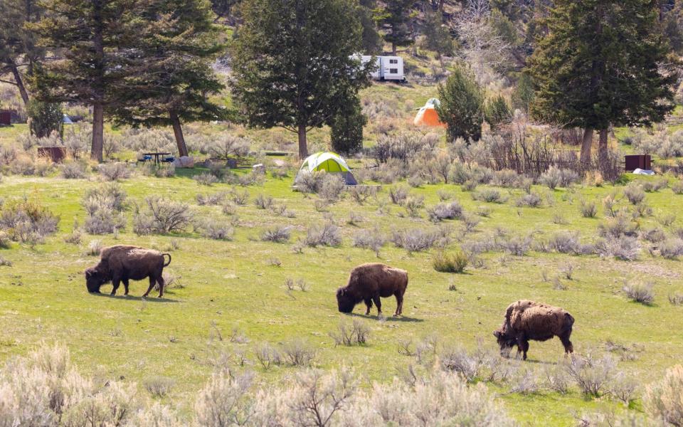 Camp near bison at Mammoth Campground, the only year-round campsite in Yellowstone National Park