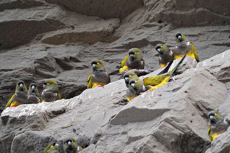 En 2017, el Ministerio de Ambiente y Desarrollo Sustentable de la Nación había declarado a cinco especies de loros como 