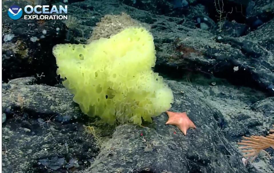 A picture of a real-life aquatic sponge and an accompanying starfish which, together, look like SpongeBob SquarePants and Patrick.