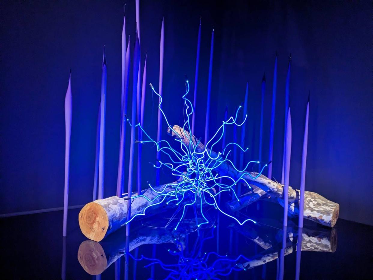 Sapphire Neon and Neodymium Reeds on Logs (2023), an installation by artist Dale Chihuly in the "Chihuly at Biltmore" exhibition, running through Jan. 5, 2025, at Amherst at Deerpark on Biltmore Estate.