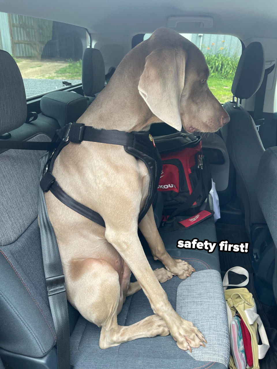 Dog seated in a car with a harness on, looking out the window