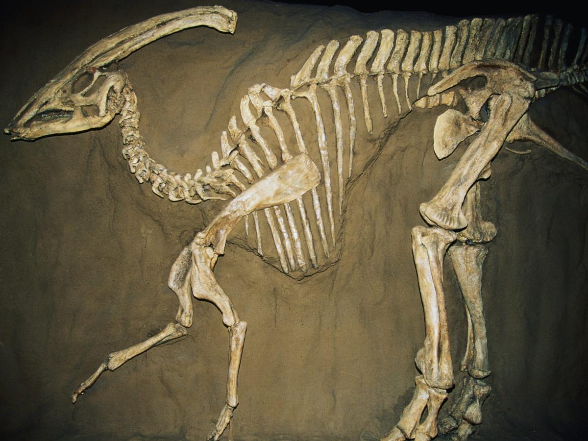 A man found a 70 million-year-old dinosaur fossil, but kept it secret for two years