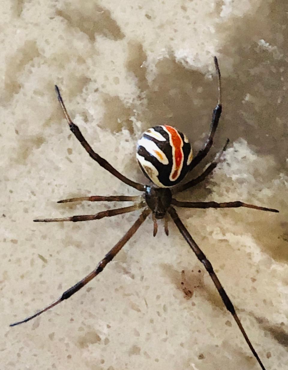 The brown widow is one of the few ‘Widow’ spiders in north-central Texas and southwestern Oklahoma.
