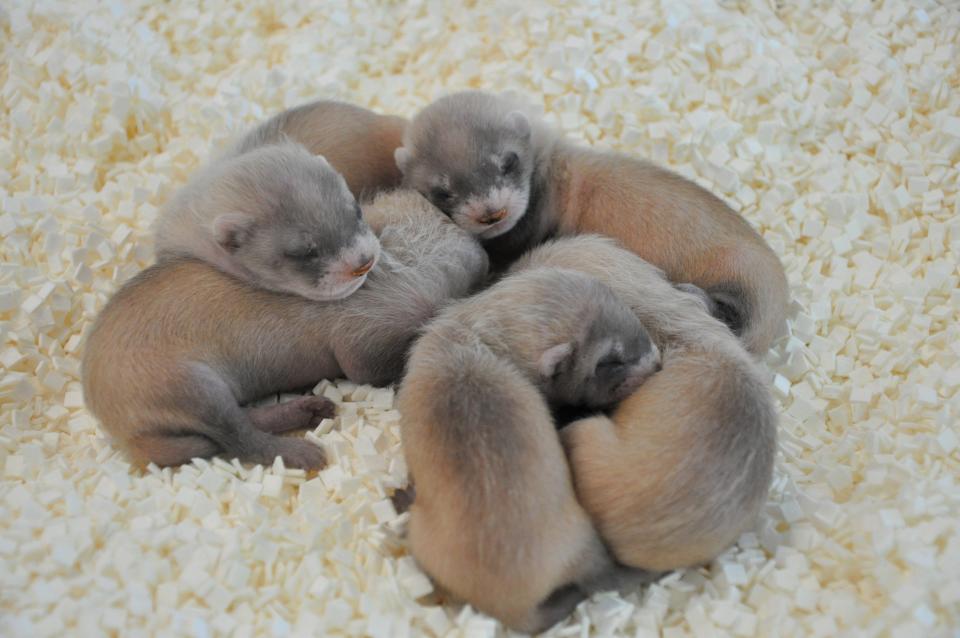 So far this breeding season, 25 black-footed ferret kits have been born at the Phoenix Zoo, including this litter of five.