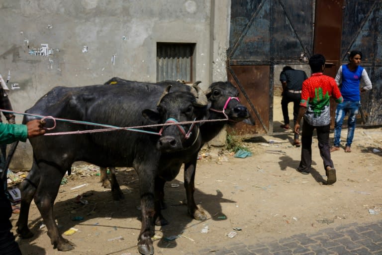 India could issue millions of cows with unique identification numbers, the latest effort to protect the sacred animals amid a spike in violence by Hindu vigilantes against farmers accused of cattle smuggling