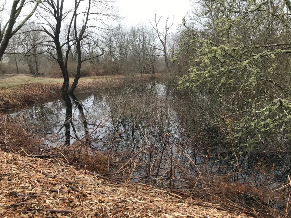 A vernal pool at Ballard Park, just off the trail in the quarry meadow, will soon spring to life with tree frogs and other critters.