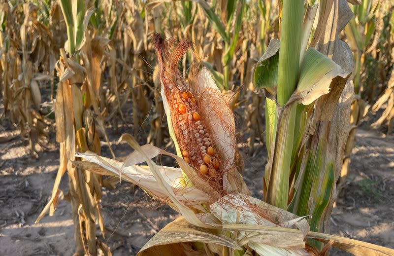 Argentina's drought-hit fields, billion dollar losses and farmers going under