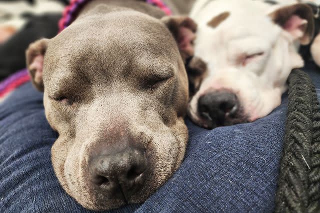 <p>Courtesy of Twenty Paws Rescue</p> Erica (left) and Diamond (right) cuddling together