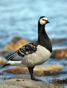<span class="caption">The barnacle goose faced extinction in the 1950s.</span> <span class="attribution"><a class="link " href="https://www.shutterstock.com/image-photo/barnacle-goose-150352877" rel="nofollow noopener" target="_blank" data-ylk="slk:Shutterstock;elm:context_link;itc:0;sec:content-canvas">Shutterstock</a></span>