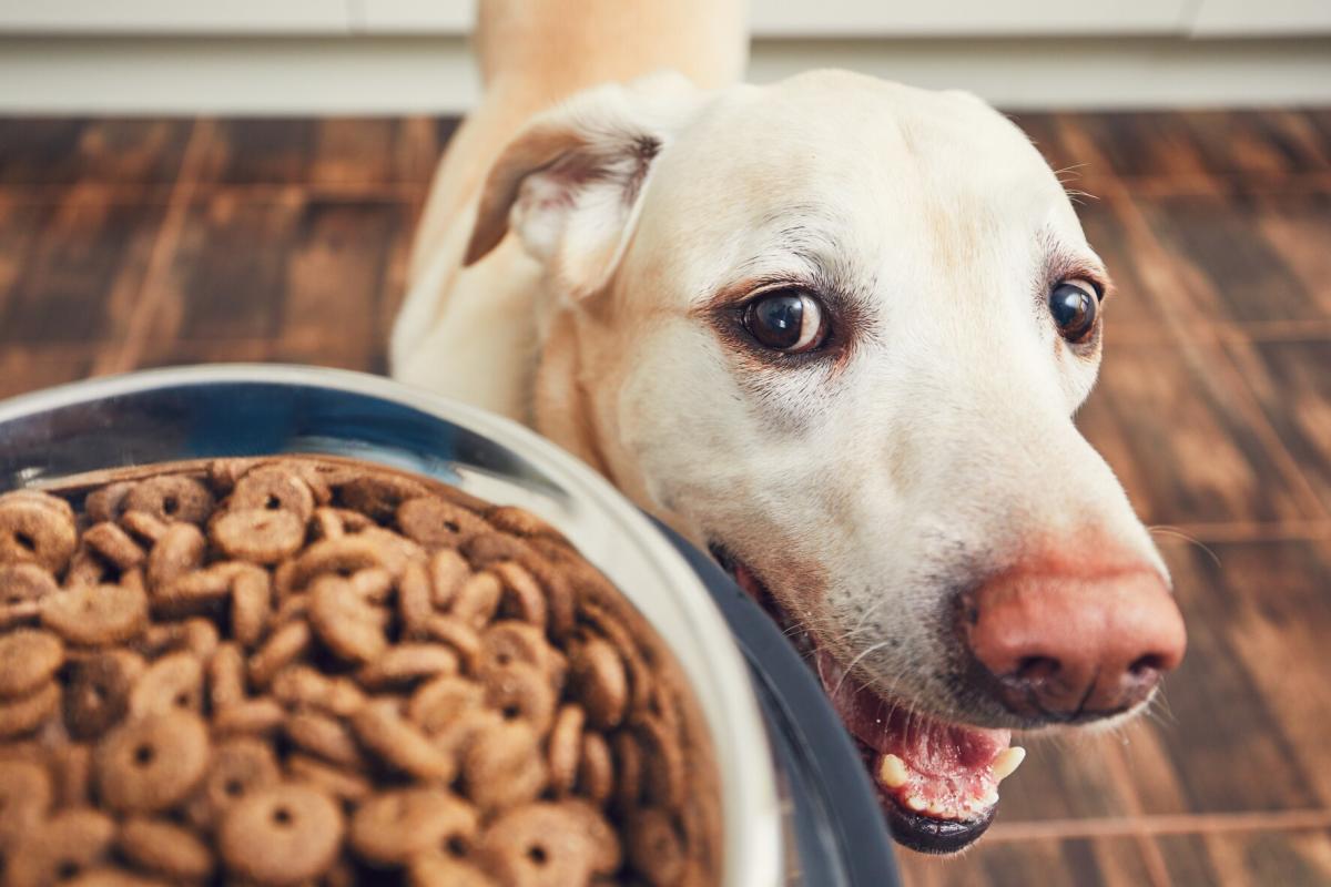 FDA Guidelines on When to Wash Your Pet Food Bowl