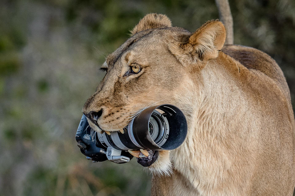 Yahoo Animal Pictures of the Year 2018