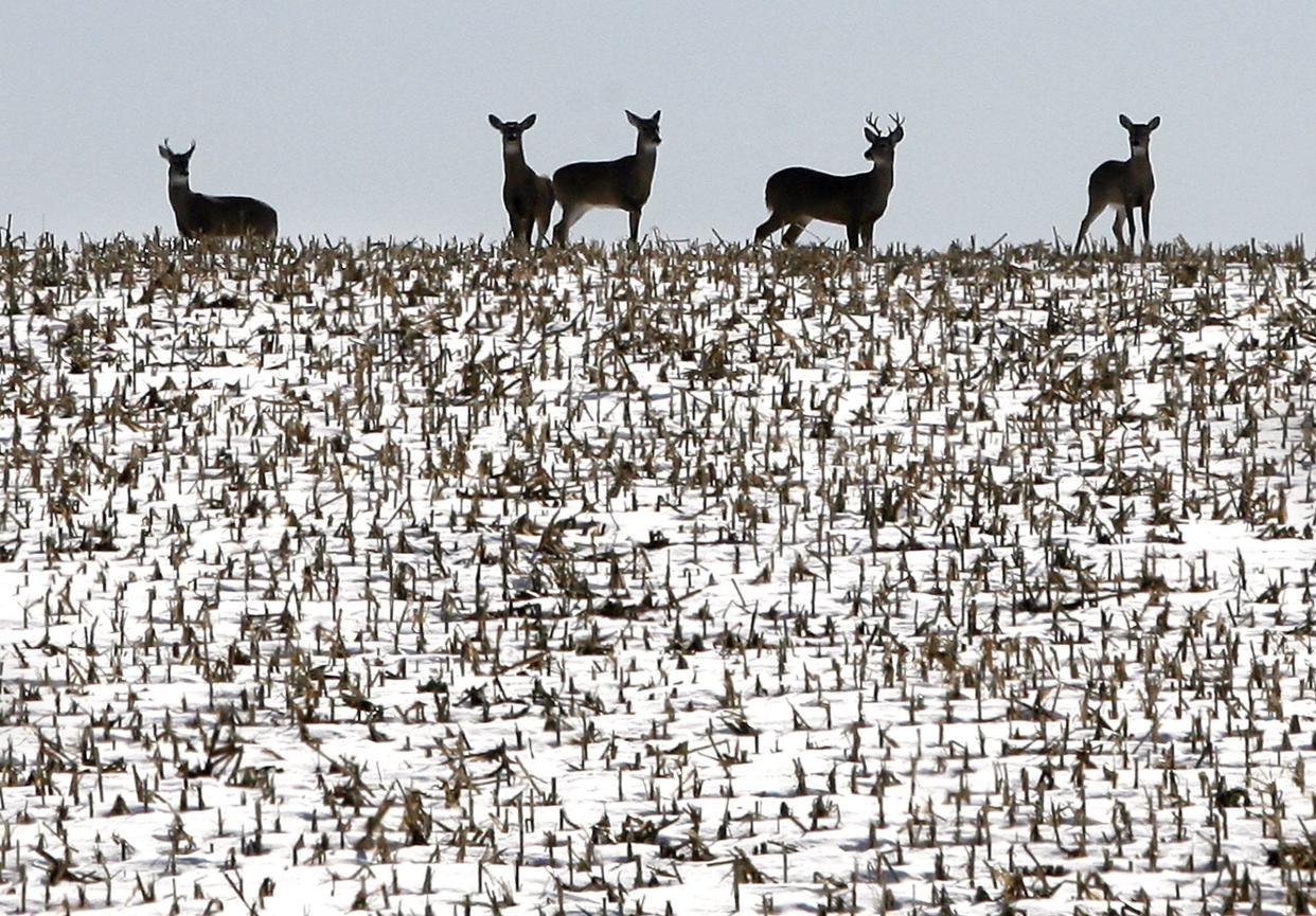 Iowa’s most recent population estimate for whitetail deer, in 2020, was 445,000. Last year’s harvest totals (2019-20) reported that 109,544 deer had been harvested during the Iowa deer seasons.