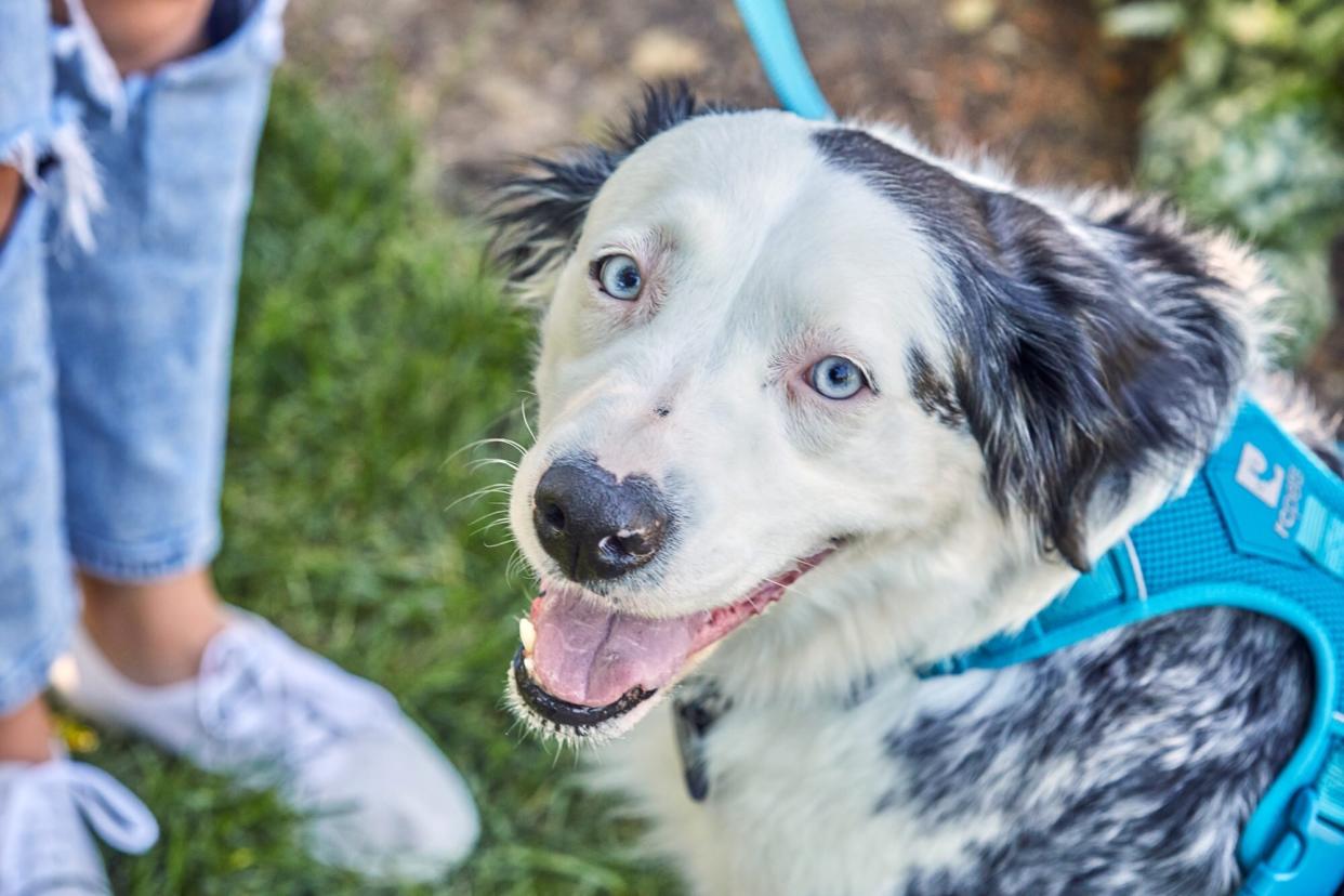 dog wearing harness on a walk; glucosamine for dogs