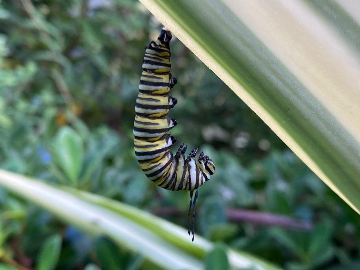 A monarch caterpillar prepares to form a chrysalis.