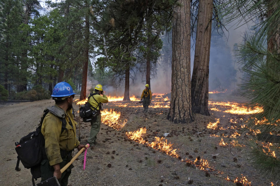 In this June 11, 2019 photo, firefighter Andrew Pettit, right, walks among the flames in Cedar Grove as fire ecologist Tony Caprio, center, take a photo and firefighter Julio Campos looks on during a prescribed fire in Kings Canyon National Park, Calif. The prescribed burn, a low-intensity, closely managed fire, was intended to clear out undergrowth and protect the heart of Kings Canyon National Park from a future threatening wildfire. The tactic is considered one of the best ways to prevent the kind of catastrophic destruction that has become common, but its use falls woefully short of goals in the West. (AP Photo/Brian Melley)