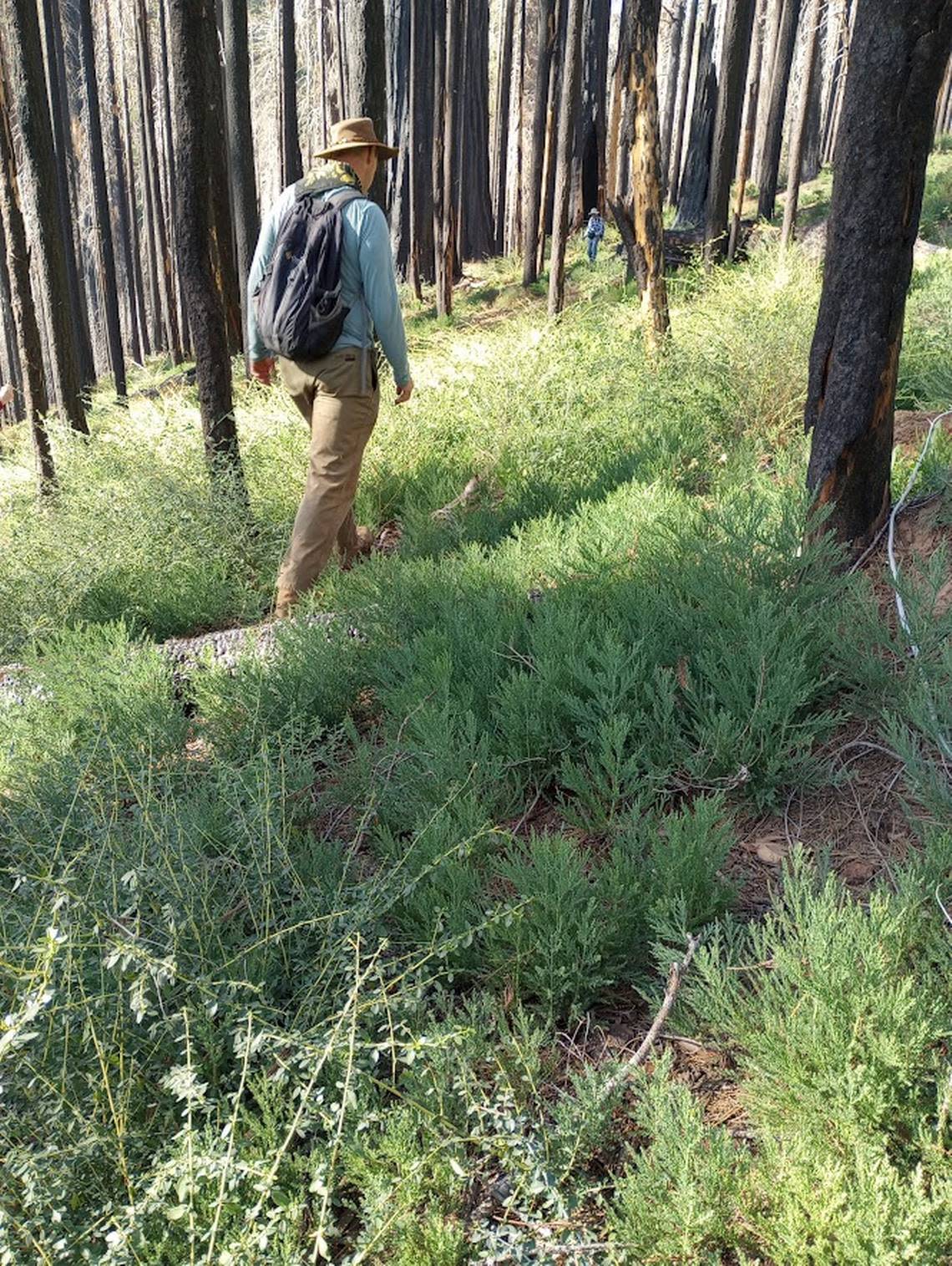 Chad Hanson walks along a sloping hillside with year-old sequoia seedlings.