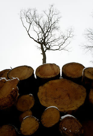 Logged trees are seen at one of the last primeval forests in Europe, Bialowieza forest, near Bialowieza village, Poland February 15, 2018. Picture taken February 15, 2018. Picture taken February 15, 2018. REUTERS/Kacper Pempel