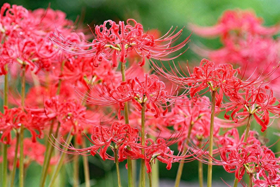 The red spider lily is one of the most common types of hurricane lilies.