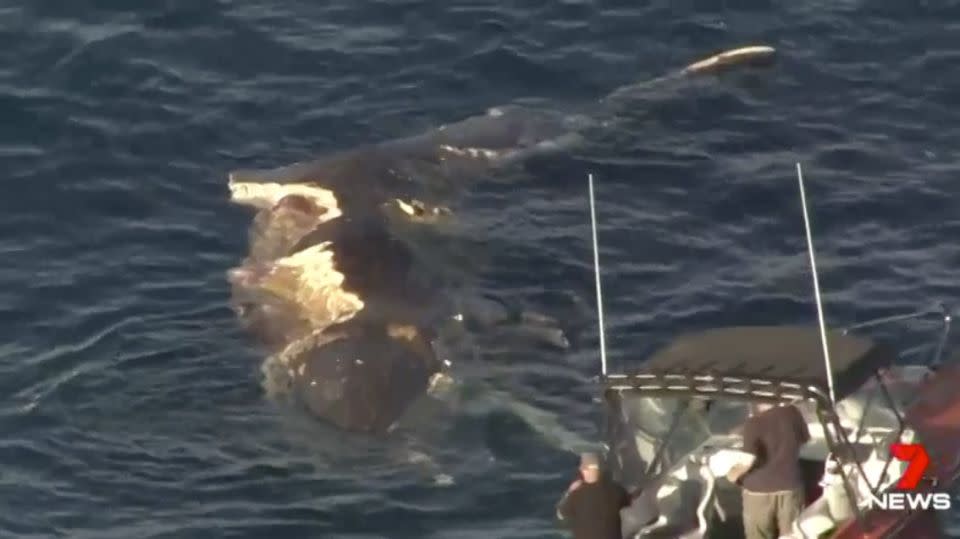 Five sharks feasted on the whale carcass. Source: 7 News