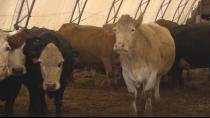 Port Williams farmer gets rid of 75 cattle following drought