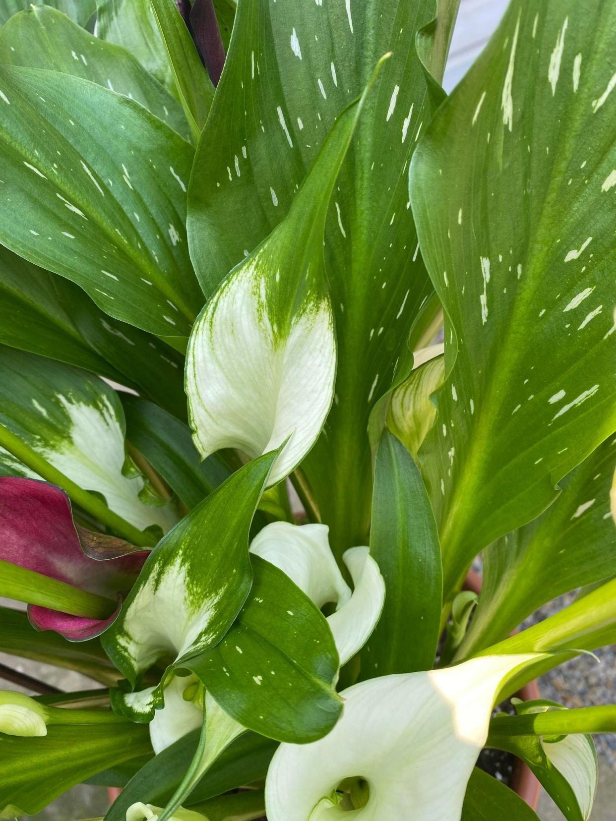 Calla lilies come in a variety of colors. The classic white is a favorite for weddings.