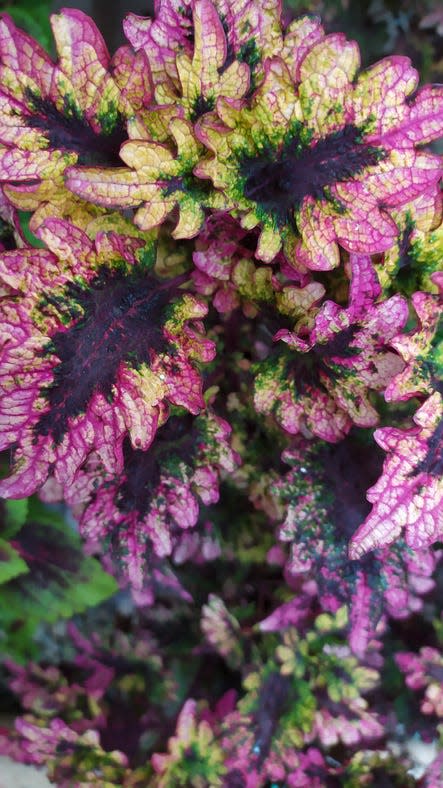 Coleus