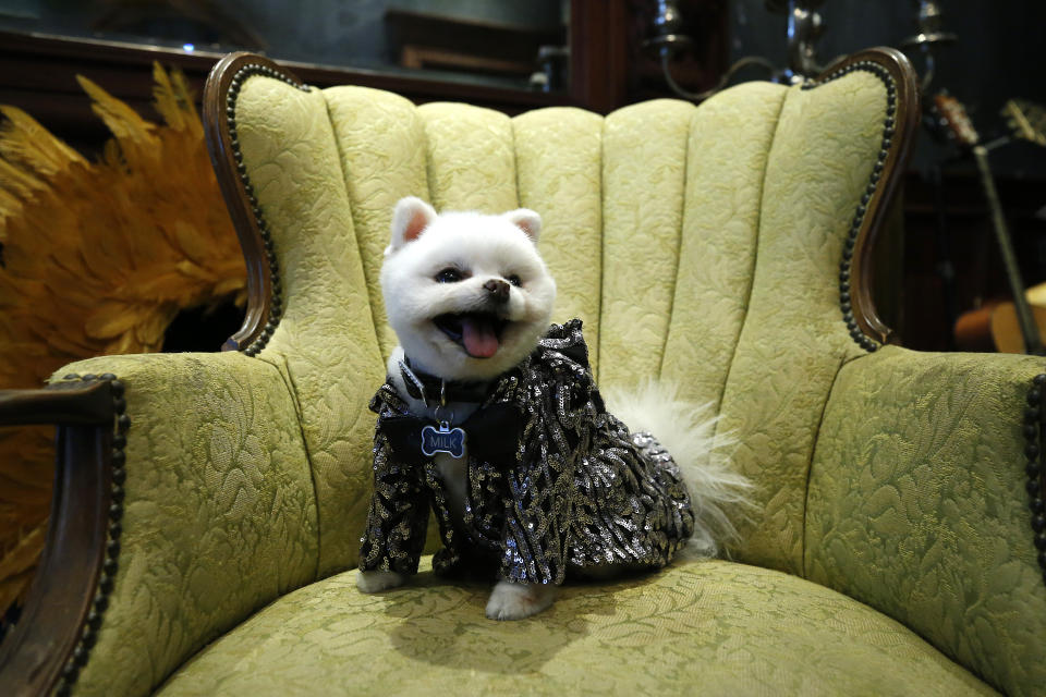 A dog named Milkeypomstar poses during the Anthony Rubio's Women's Wear Canine Couture show on Feb. 12, 2021.