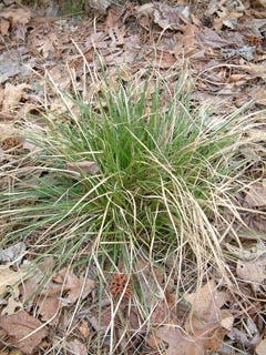 Sedges are grass-like but don't require mowing or fertilizing. This is Pennsylvania sedge.