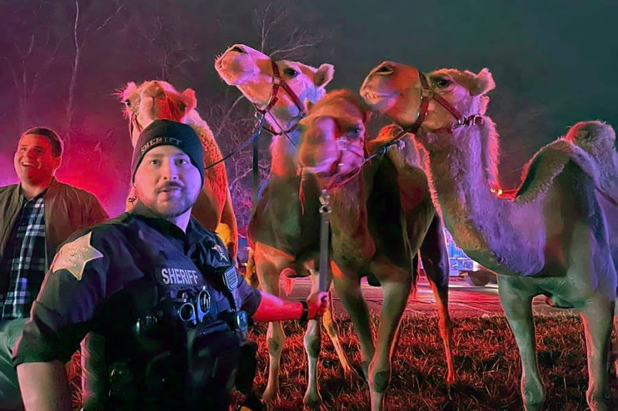 In this photo provided by Grant County Sheriff’s Office, animals are rescued by emergency responders after a truck fire near Marion, Ind., early Saturday, Jan. 27, 202. A truck hauling zebras and camels for a series of weekend circus performances caught fire early Saturday on the northeastern Indiana highway, prompting a police rescue of the animals. Sgt. Steven Glass with Indiana State Police says the tractor-trailer caught fire about 2 a.m. along Interstate 69 in Grant County about 60 miles northeast of Indianapolis. (Grant County Sheriff’s Office via AP)