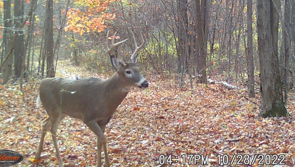 The state legislature is considering two bills that could impact hunters in Pennsylvania. One would be to reduce the antler point restrictions for senior hunters and the other bill would allow out of state college students to pay resident rates for hunting licenses.