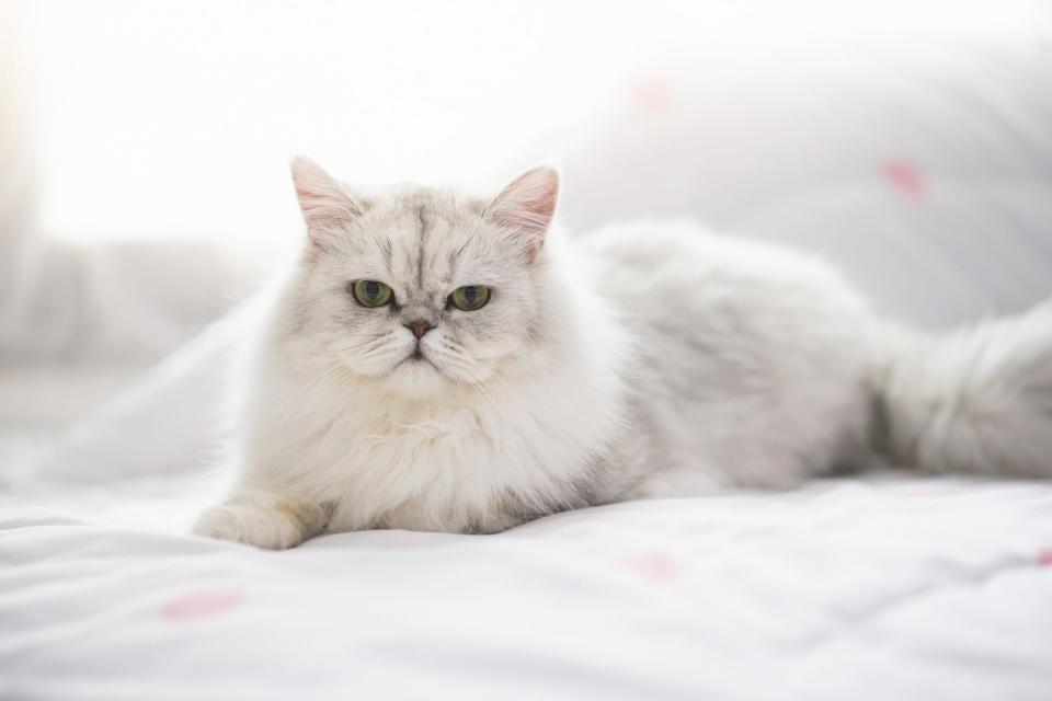 grey and white Persian cat laying on a white bed