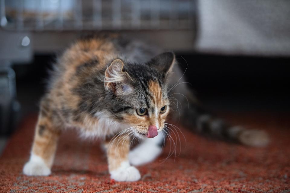 Unicorn, or Charlie, a very rare male calico kitten, plays at NoCo Kitties' Meow Mansion in Loveland on Friday. Unicorn and his new adoptive brother, Cooper, were adopted into a permanent home on Friday.