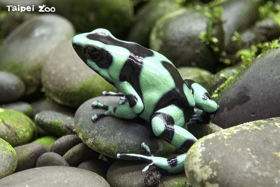 中、南美洲的箭毒蛙毒性不容小覷