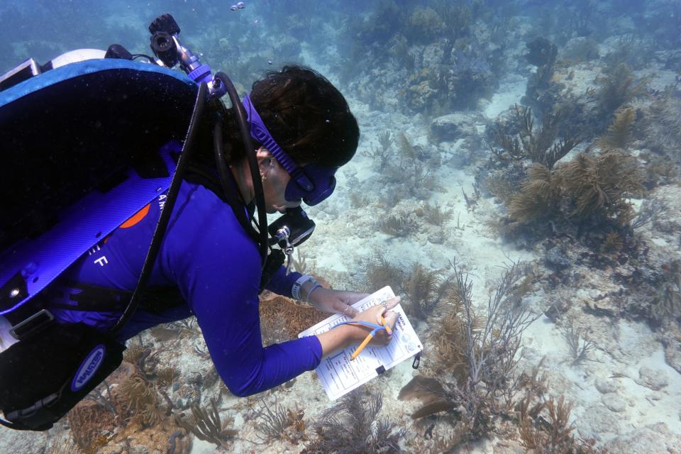 Research associate Catherine Lachnit checks coral for signs of bleaching on Paradise Reef, Friday, Aug. 4, 2023, near Key Biscayne, Fla. Scientists from the University of Miami Rosenstiel School of Marine, Atmospheric, and Earth Science established a new restoration research site there to identify and better understand the heat tolerance of certain coral species and genotypes during bleaching events. (AP Photo/Wilfredo Lee)