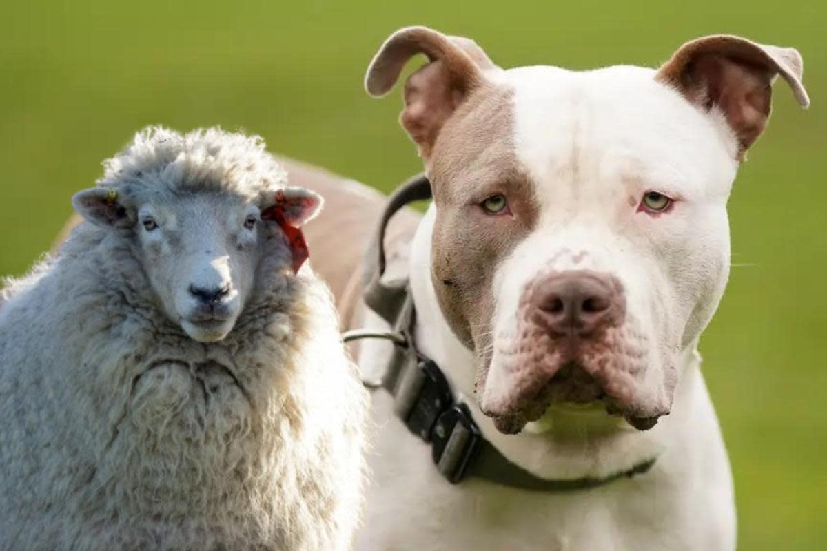 An XL bully killed two sheep in Wild Park and injured five more <i>(Image: The Argus)</i>