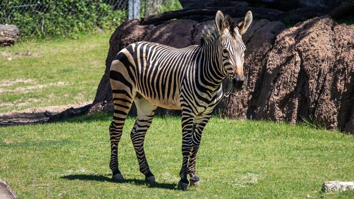 <div>Malex, Hartmann's mountain zebra (Courtesy: Racine Zoo)</div>