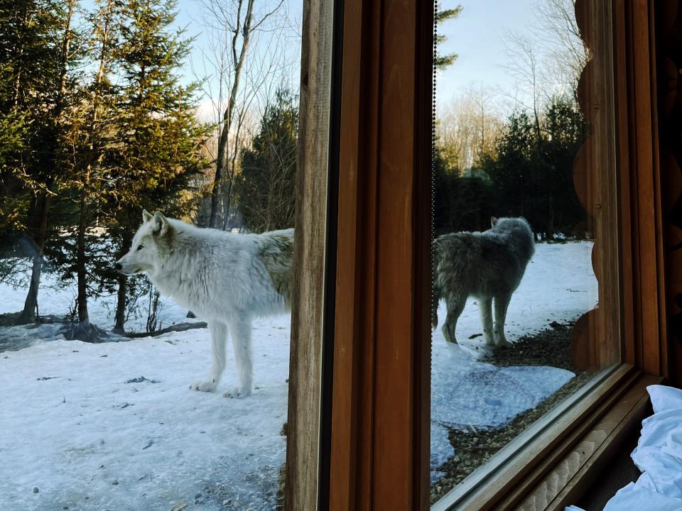 A white wolf and a gray wolf stand outside a window in front of blue sky and pine trees