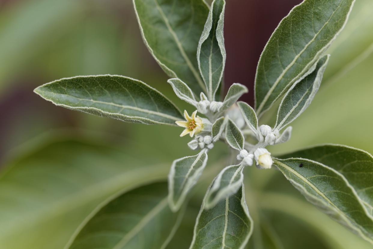 A las flores de ashwagandha se les adjudican propiedades afrodisíacas que mejoran el sexo, y que aunque se consideran en la medicina tradicional de la India, no tienen respaldo científico. (Getty Creative)