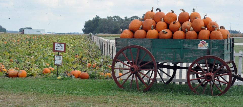 Ramseyer Farm has plenty of pumpkins ready to choose from or there are still plenty remaining in the patch if you want to pick your own.