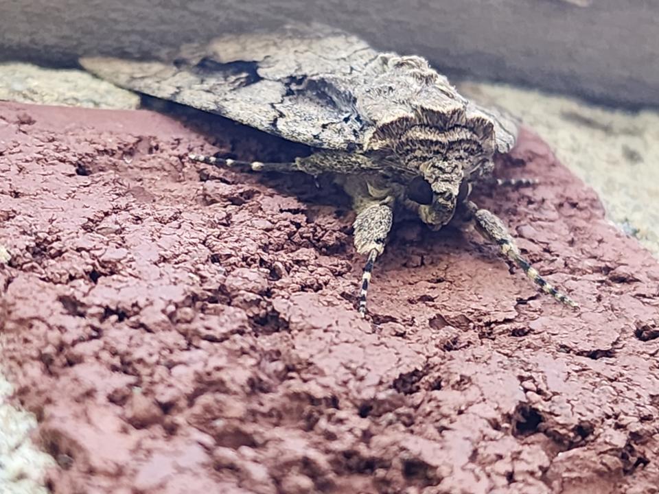 A sweetheart underling moth, resting on an outside wall of Cathryn Daisy's Commerce Township house on Aug. 13, 2023, startled Daisy, as it initially appeared to be a snake's head emerging from the brick.