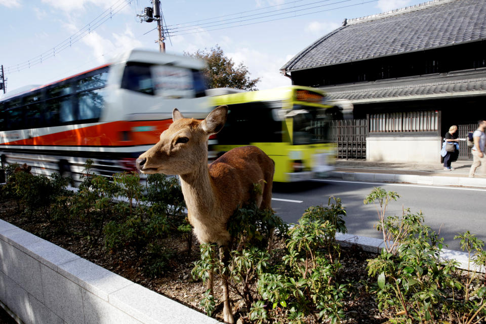 A deer stands on a grass road divider in Nara, Japan October 25, 2017.   REUTERS/Thomas White