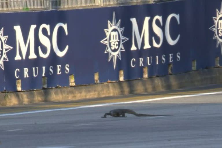 La hilarante aparición de un lagarto en el medio de la práctica del Gran Premio de Singapur: “Godzilla tuvo un hijo”