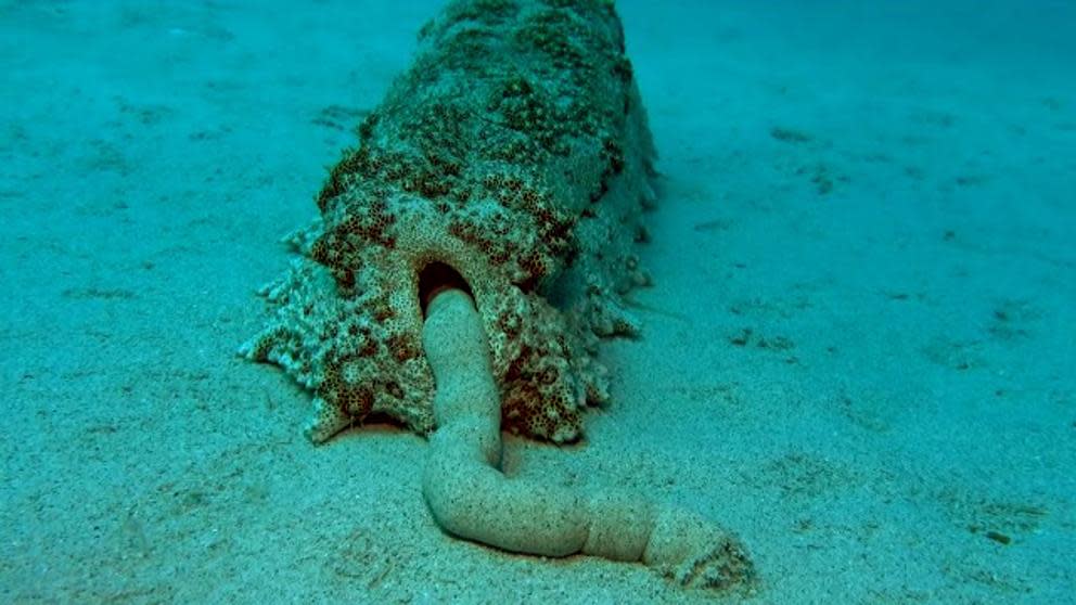 Un pepino de mar purificando la arena.