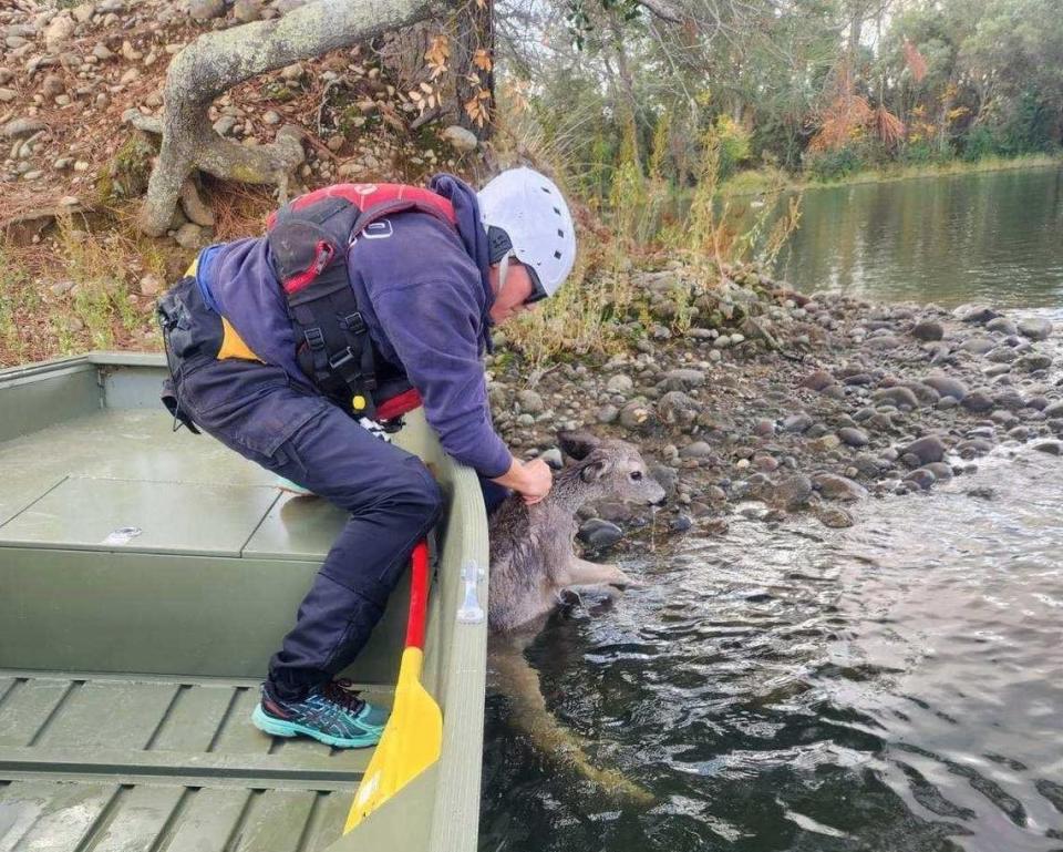 A Sacramento Metropolitan Fire District firefighter rescues a fawn Tuesday during an annual training to help crews become proficient at operating different types of boats.