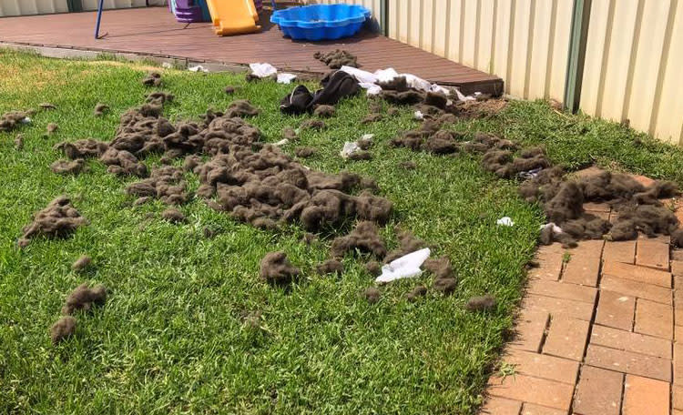 Kmart Pet Bed destroyed in backyard by dog image of 'chew resistant' pet bed in pieces on lawn
