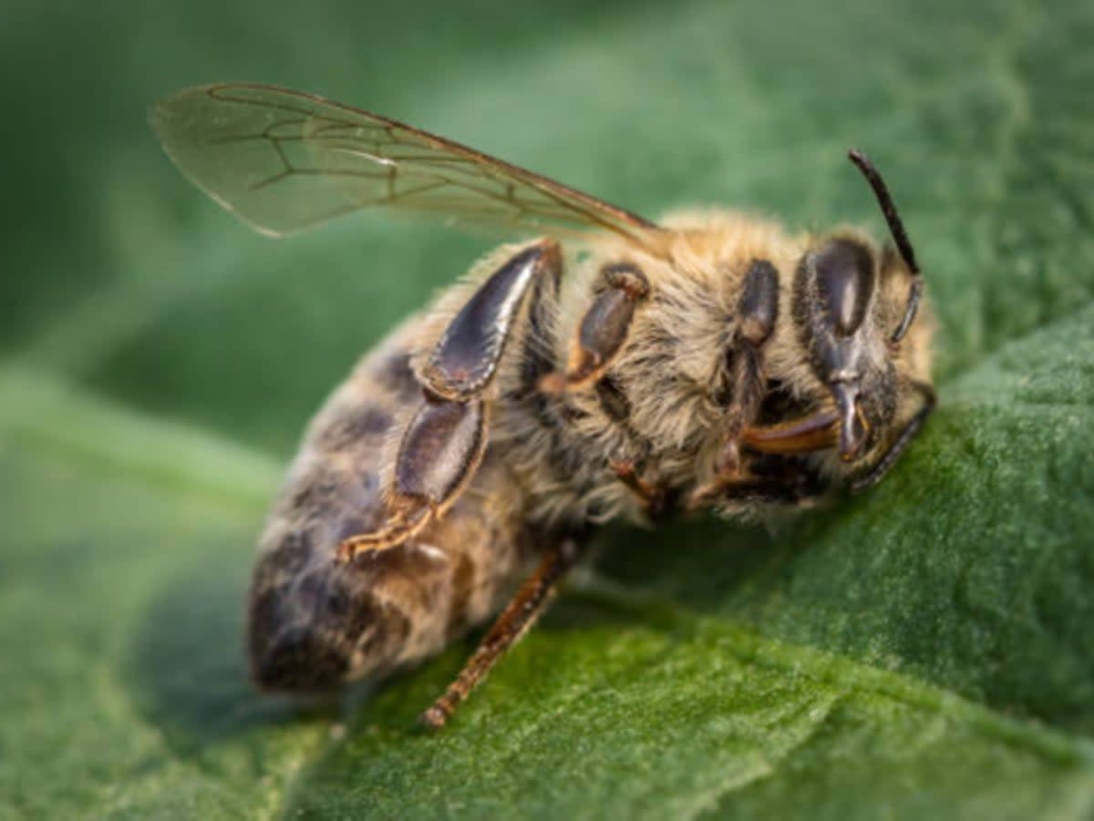The pesticide can kill bees en masse (Getty Images/iStockphoto)